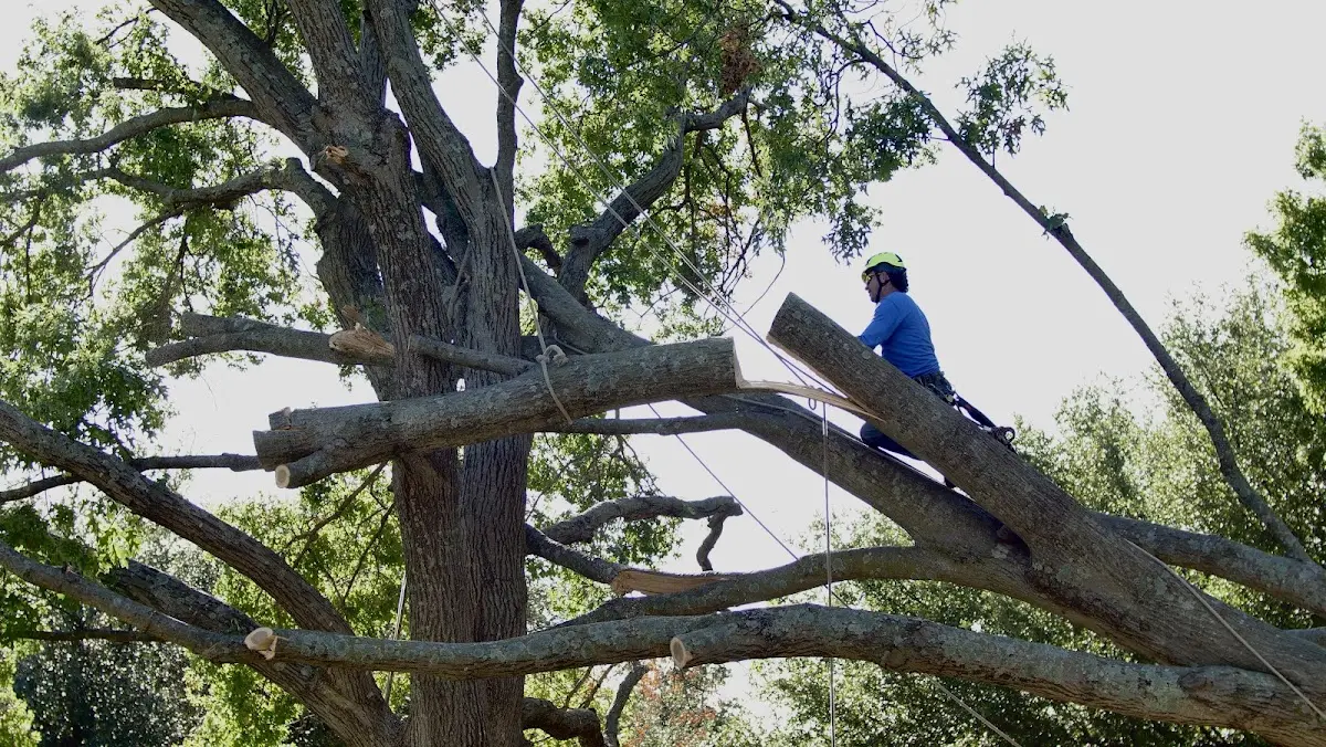 Professional Hazardous Tree Removal performed by certified arborists in Houston