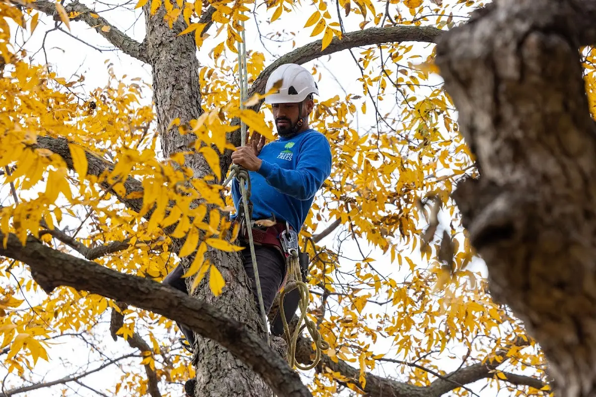 Skilled Tree Pruning crew working in Houston